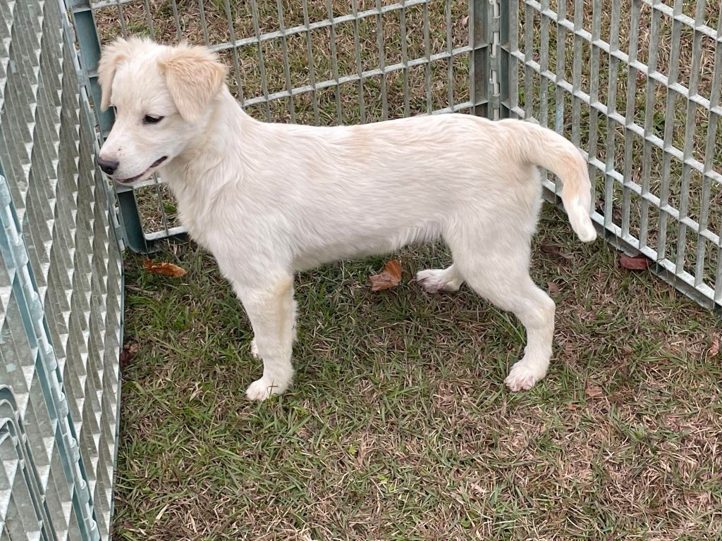 NFR Maine - Canine Enrichment is so important for dogs of