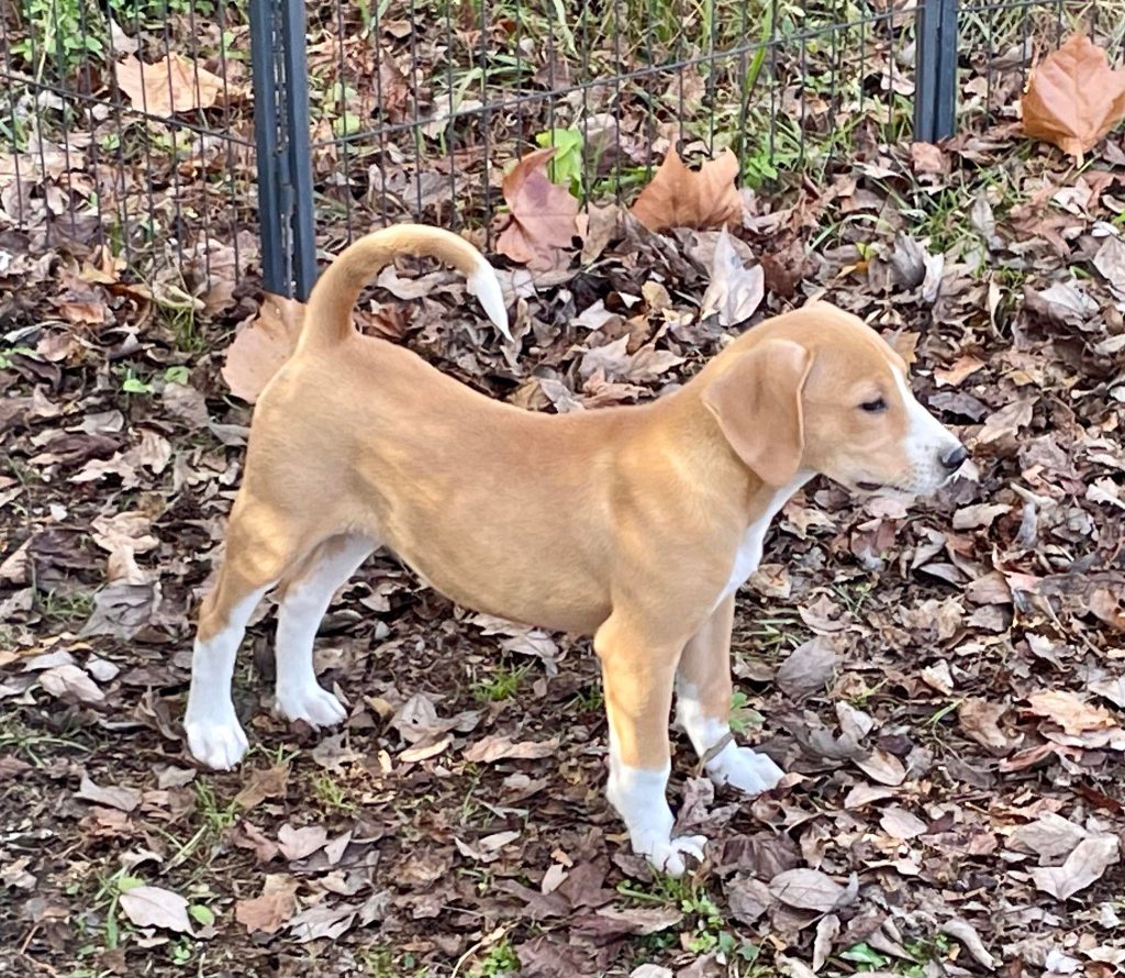 NFR Maine - Canine Enrichment is so important for dogs of